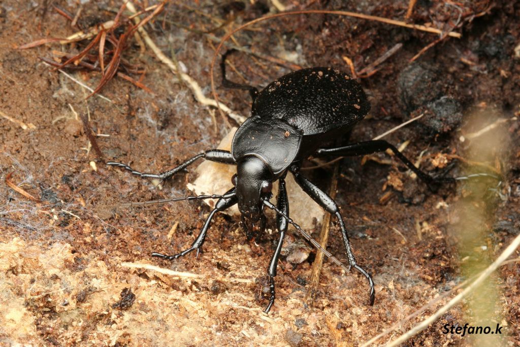 Femmina di Carabus coriaceus